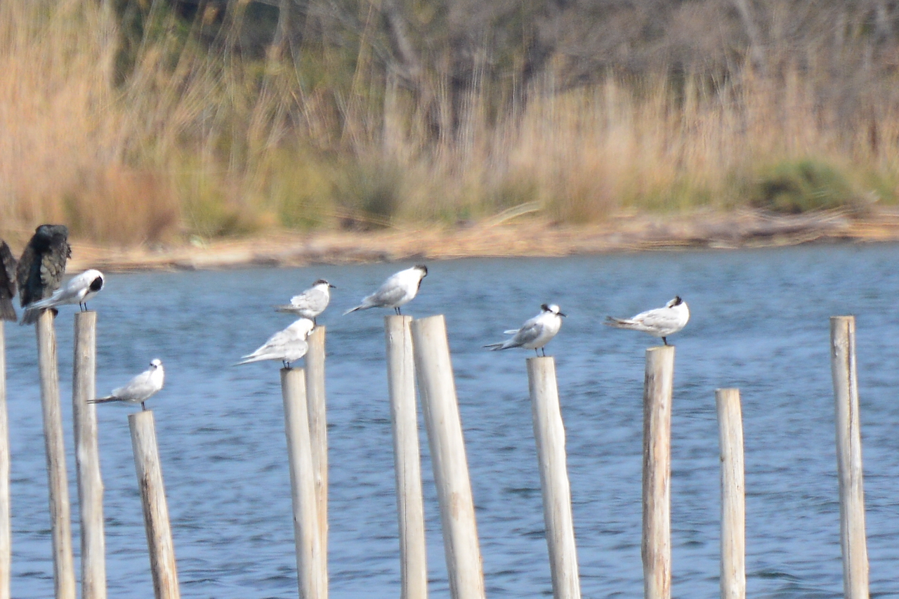 Thalasseus sandvicensis